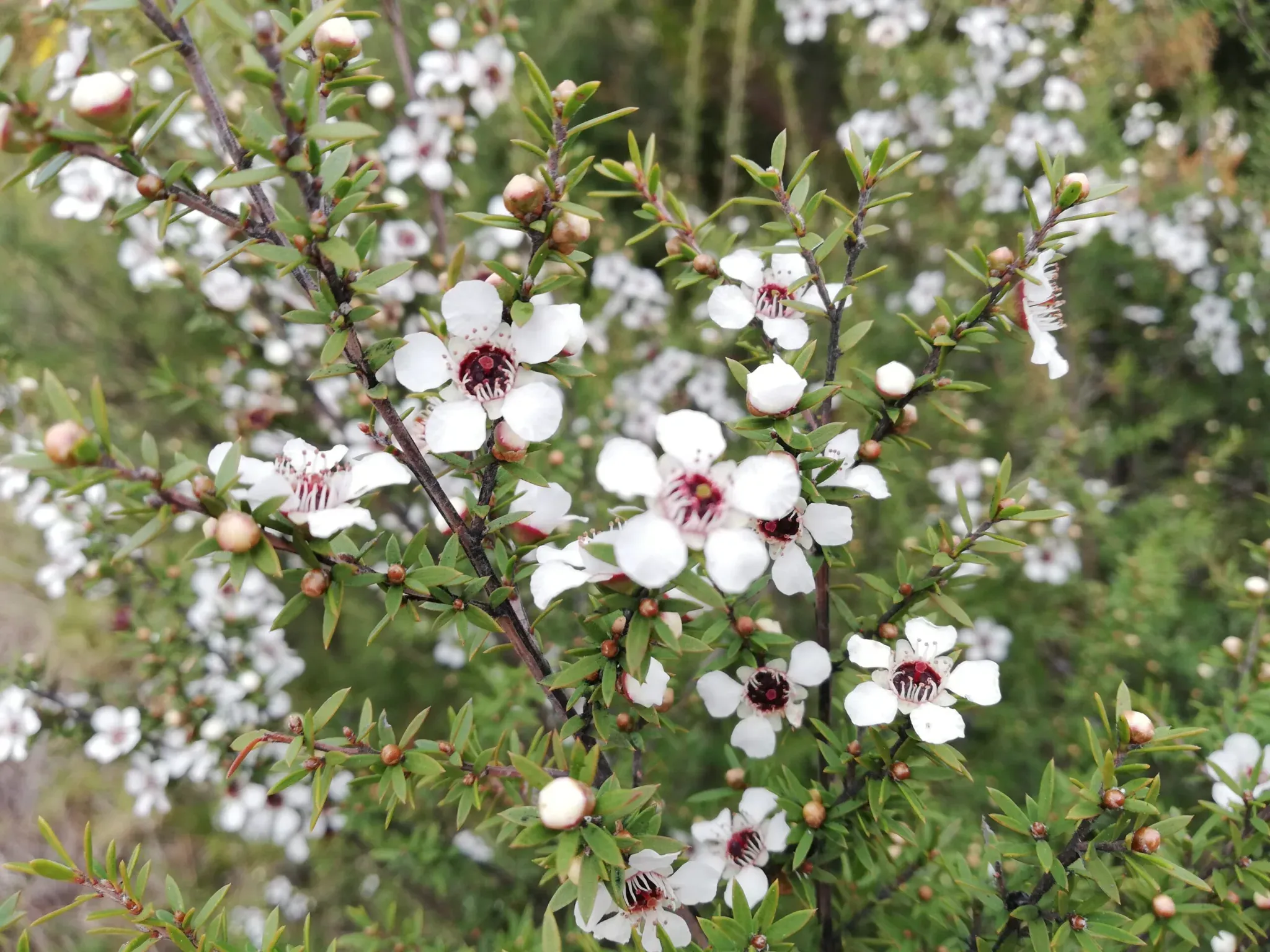 What Is Manuka Honey and Why Is It Special?